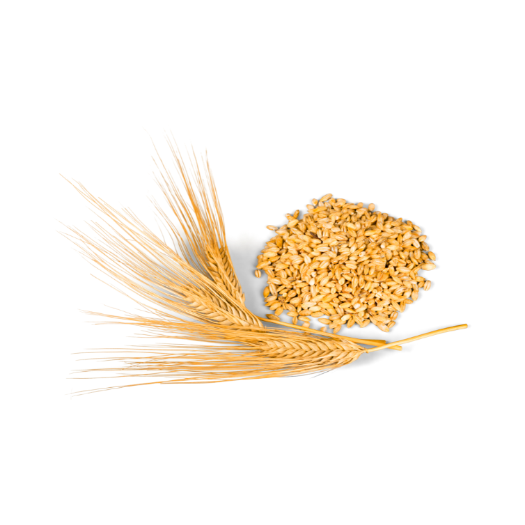 Sandy Brown Leave-In Wheat Protein Treatment